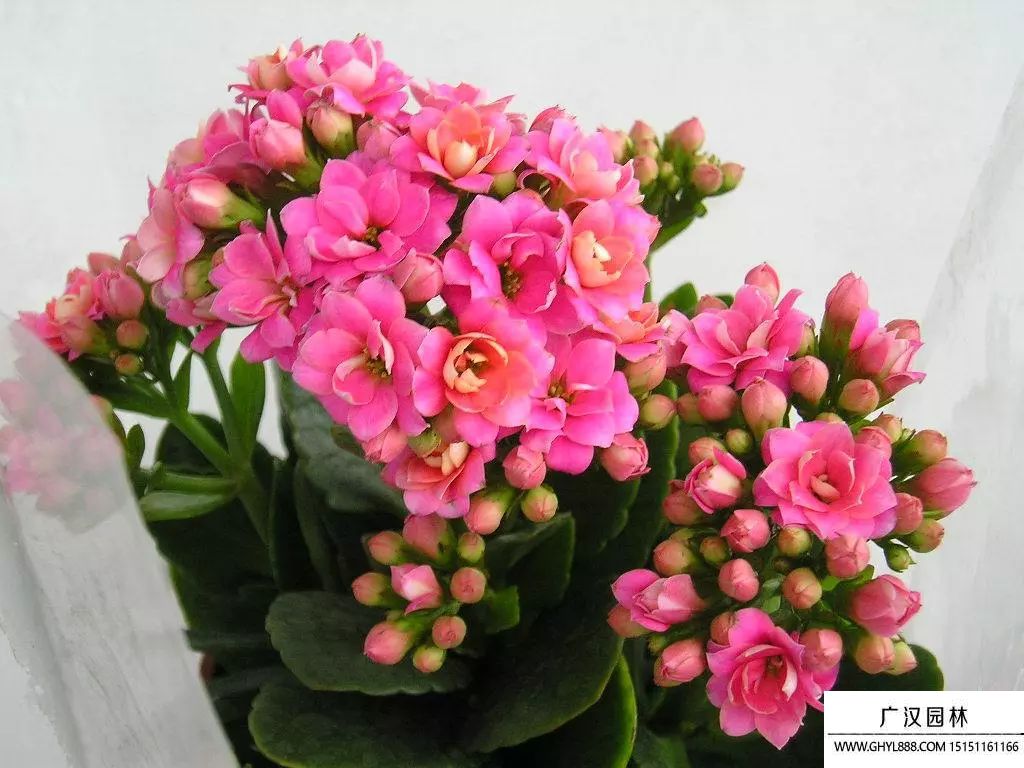 長壽花如何養