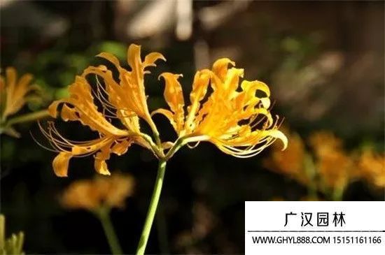 忽地笑圖片
