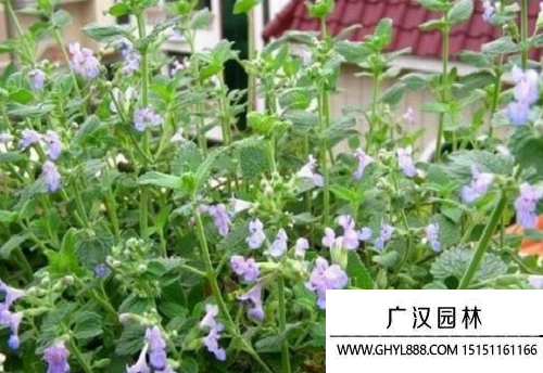 貓薄荷