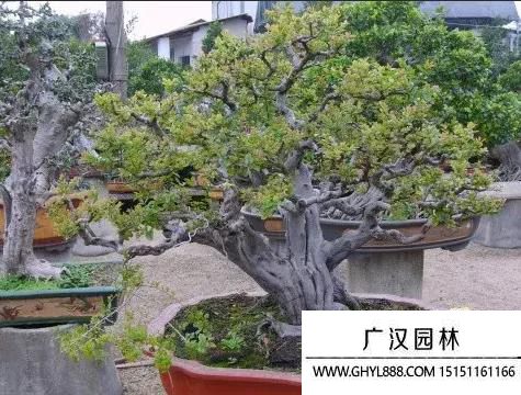 雀梅圖片