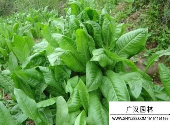 將軍菊苣圖片