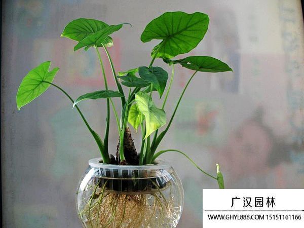 滴水觀音圖片