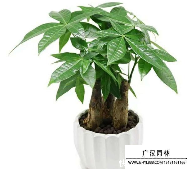 發財樹圖片
