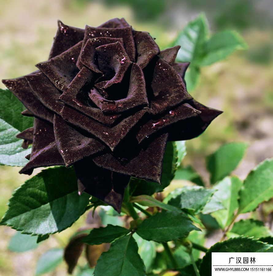 黑玫瑰圖片