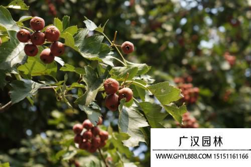 山楂樹