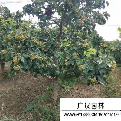 山楂樹圖片