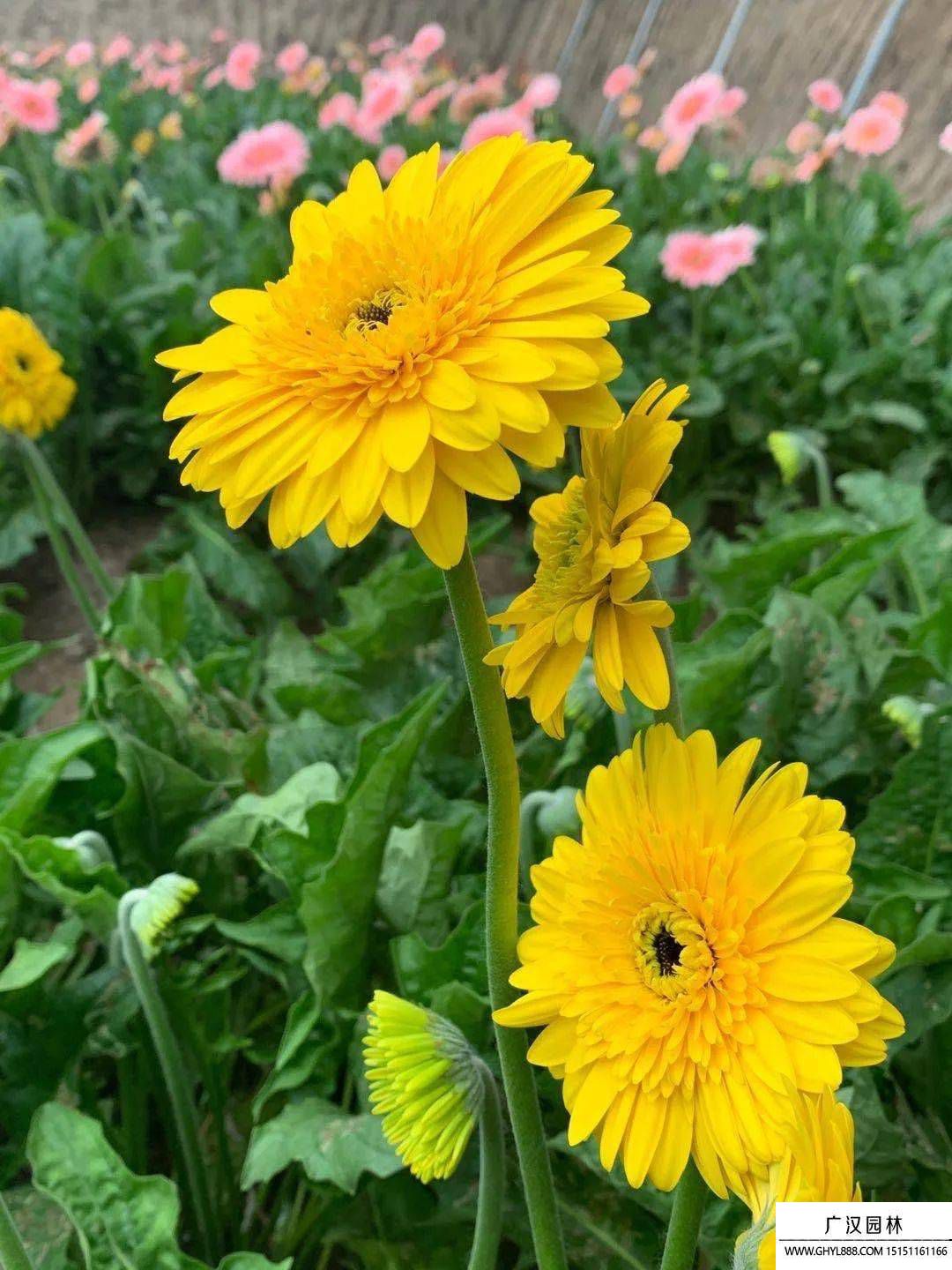 扶郎花圖片