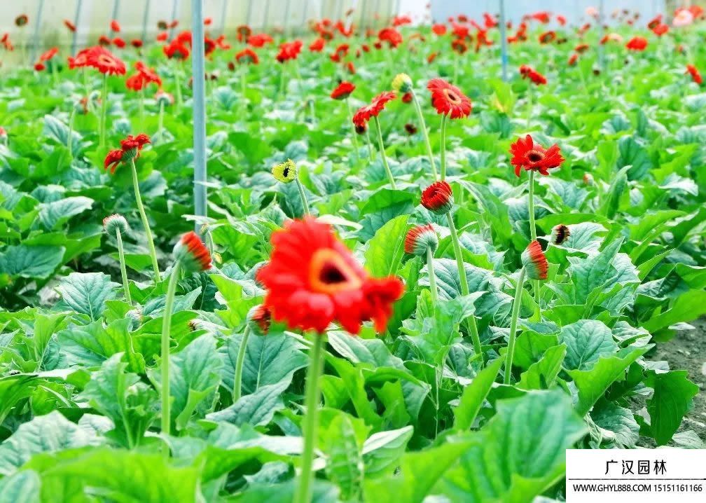 扶郎花圖片