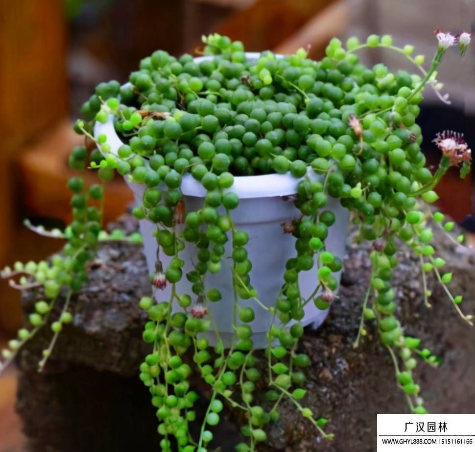 佛珠吊蘭圖片