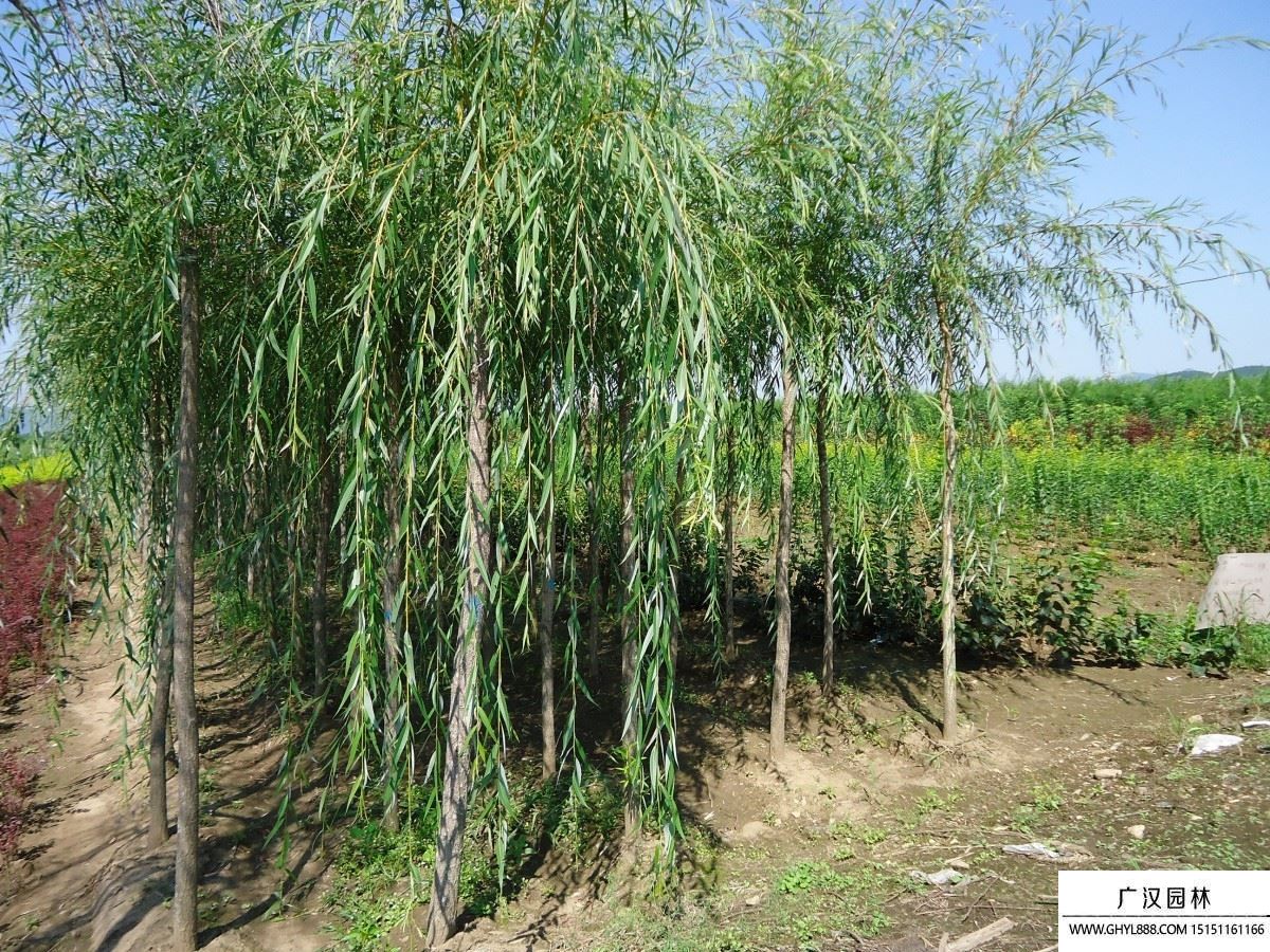 金絲垂柳圖片