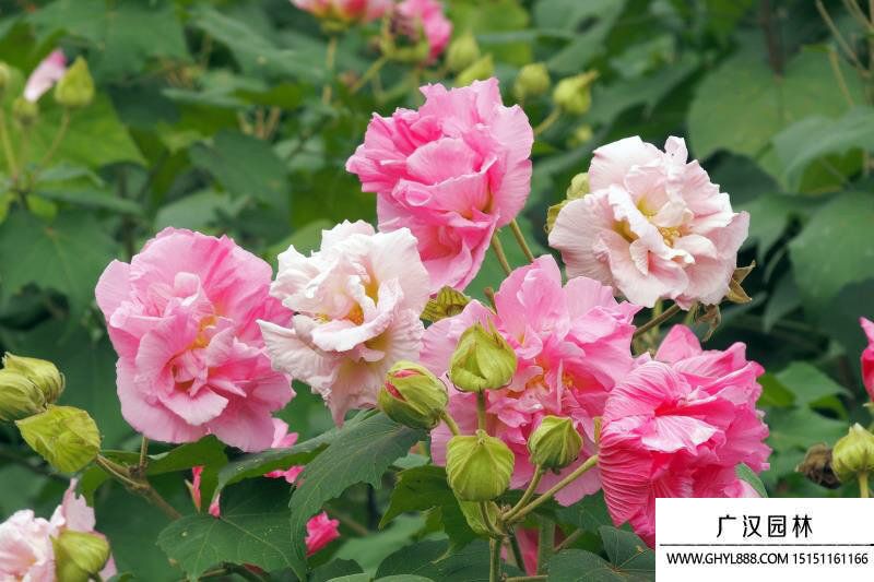 芙蓉花圖片
