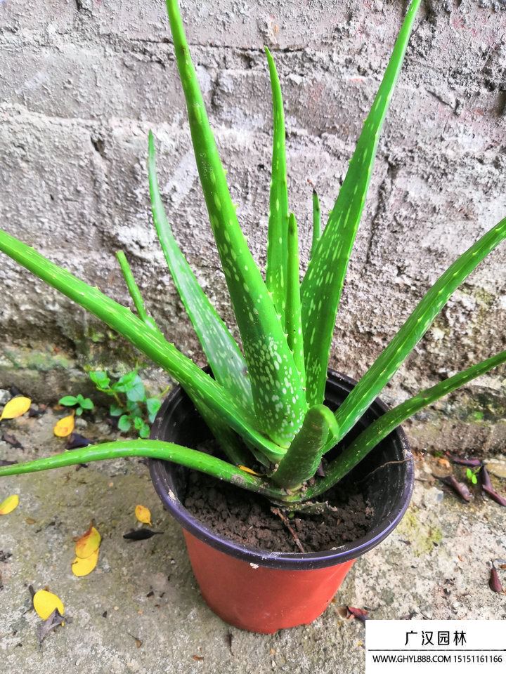 蘆薈