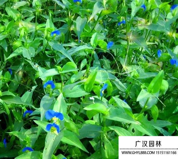 鴨跖草