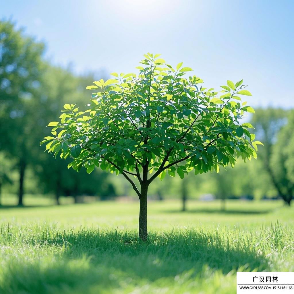 綠寶樹