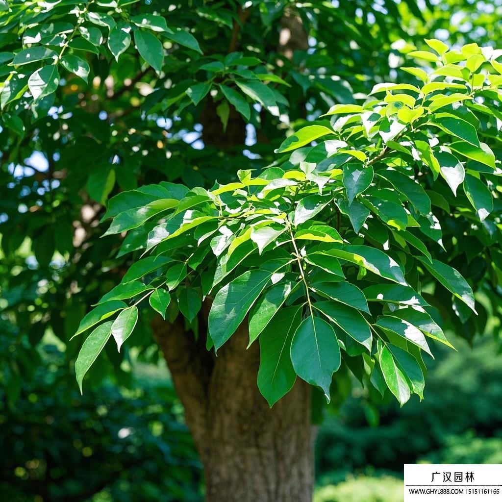 綠寶樹
