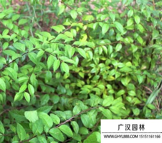梅葉冬青
