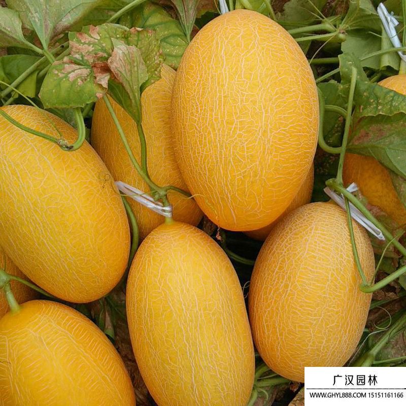 哈密瓜圖片
