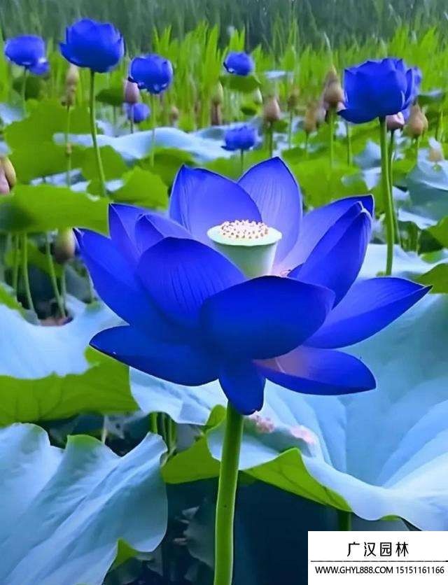 藍色荷花
