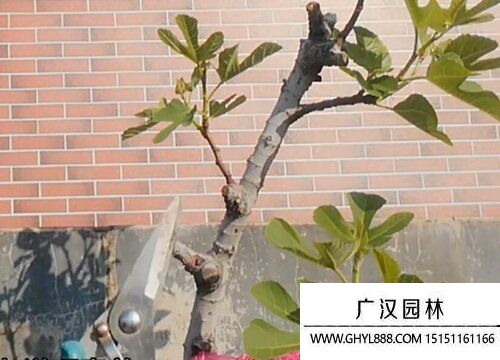 無花果圖片