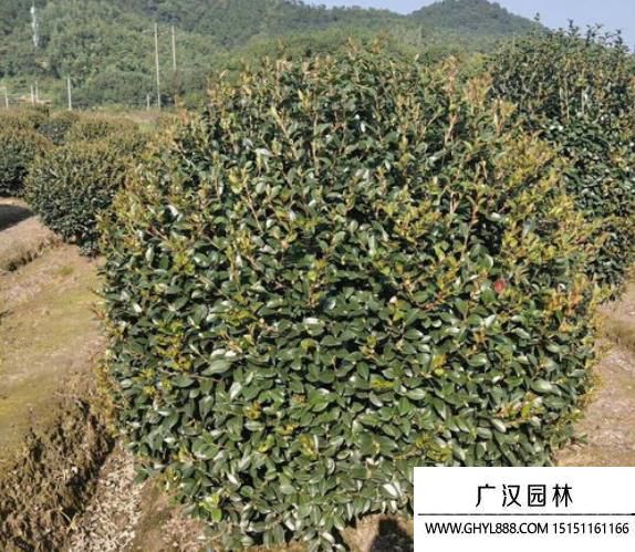 茶梅球圖片