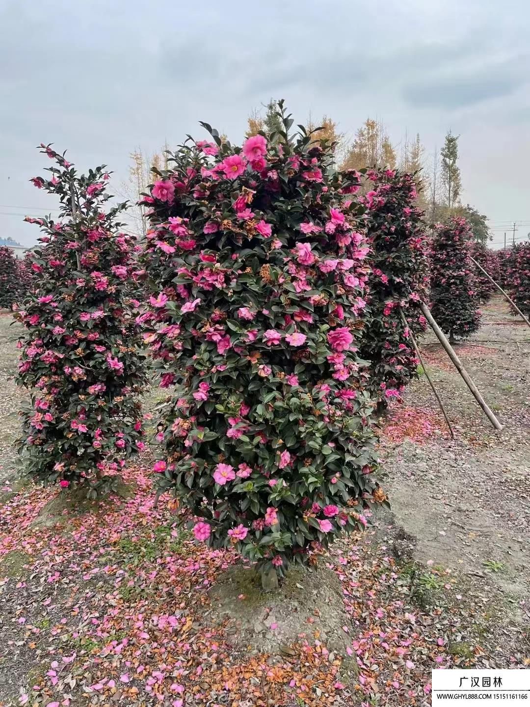 茶梅球圖片