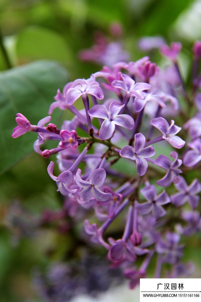 紫色丁香花圖片