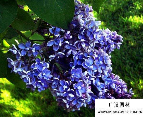 藍色丁香花圖片