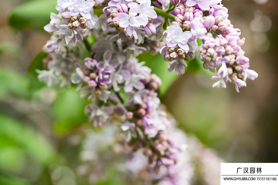 丁香花圖片