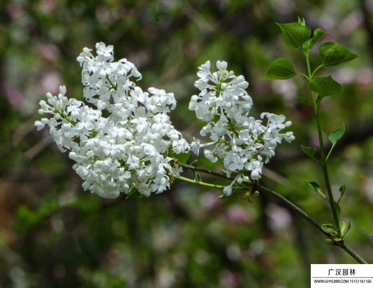 丁香花圖片