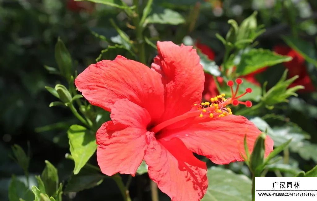 木槿花圖片