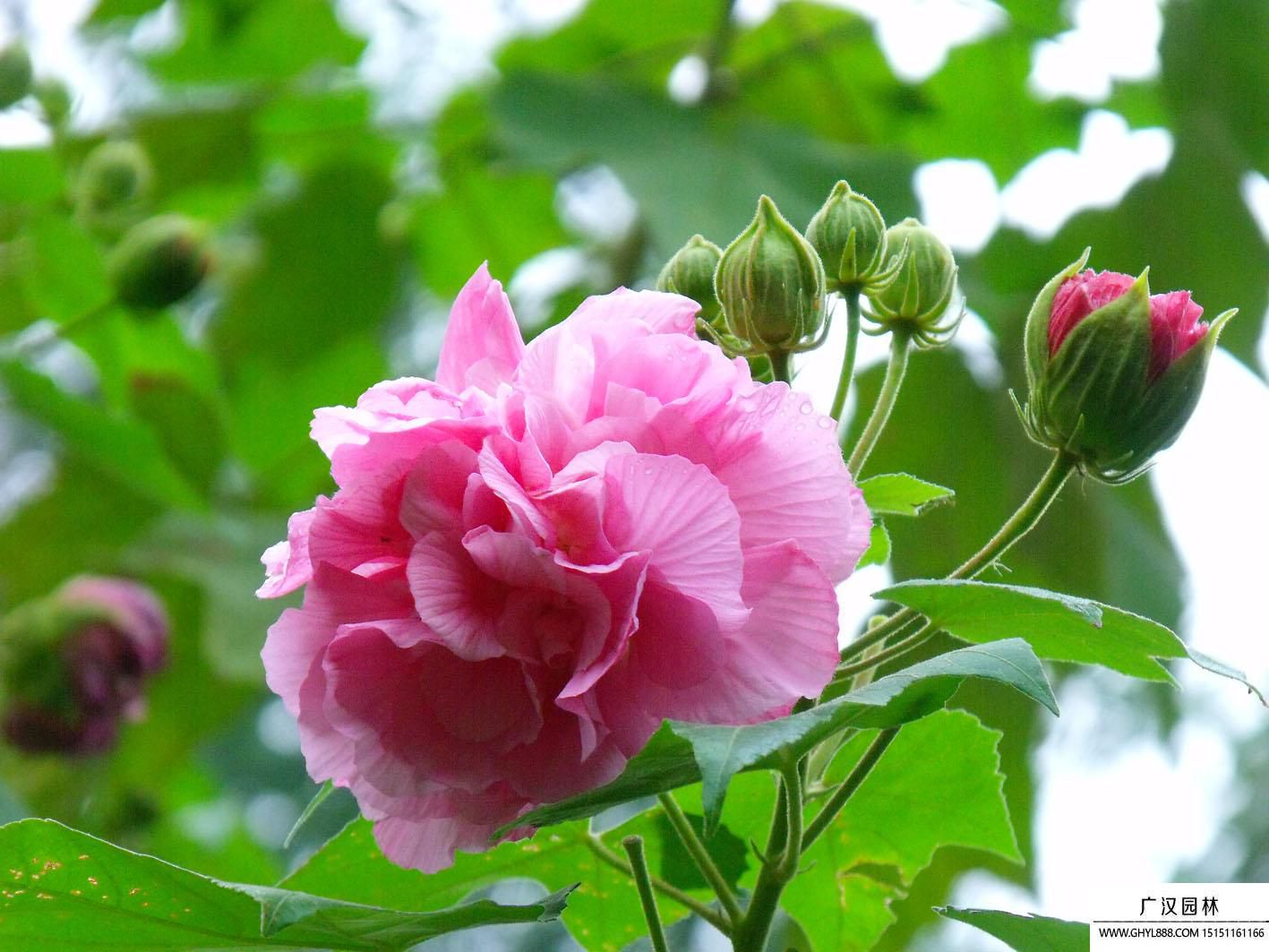 木槿花圖片