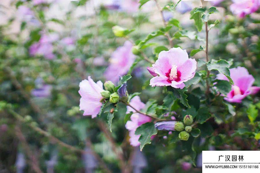 木槿花圖片
