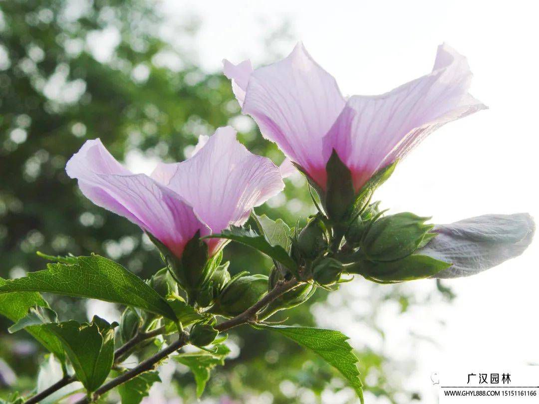 木槿花圖片