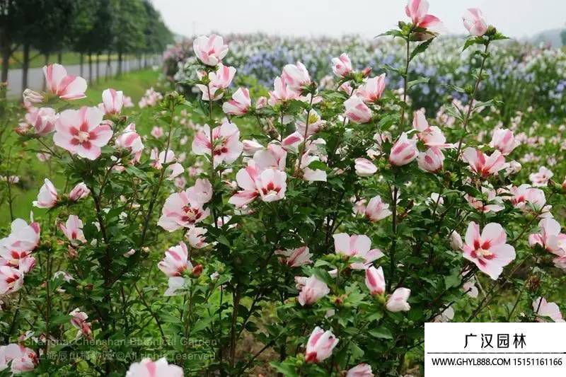 木槿花圖片
