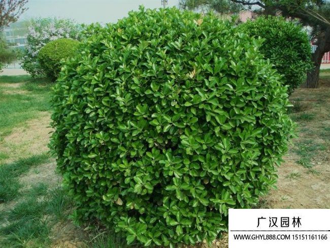 冬青球圖片