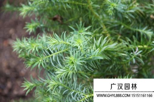 黃杉圖片