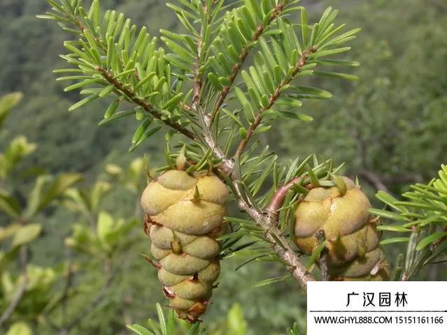 黃杉圖片