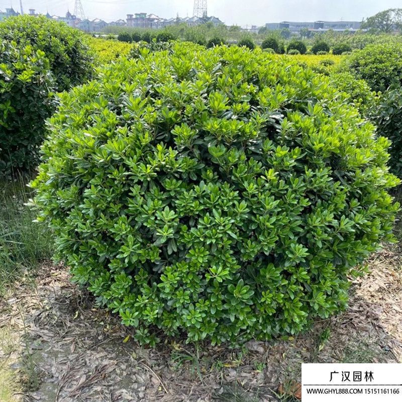 豆瓣黃楊球圖片