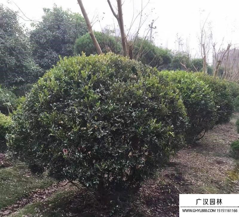 鳳尾蘭圖片