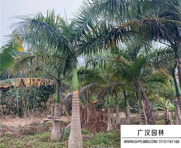 椰子樹圖片