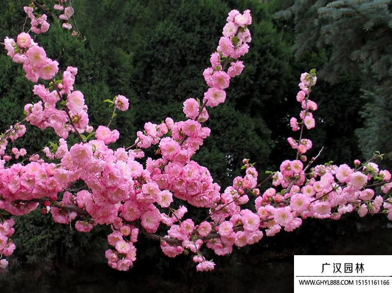榆葉梅什么時候開花