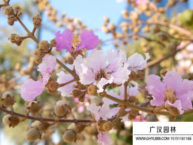 榆葉梅圖片