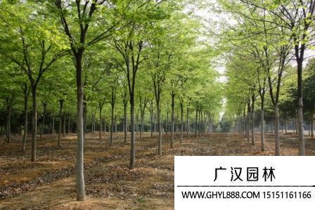 櫸樹圖片