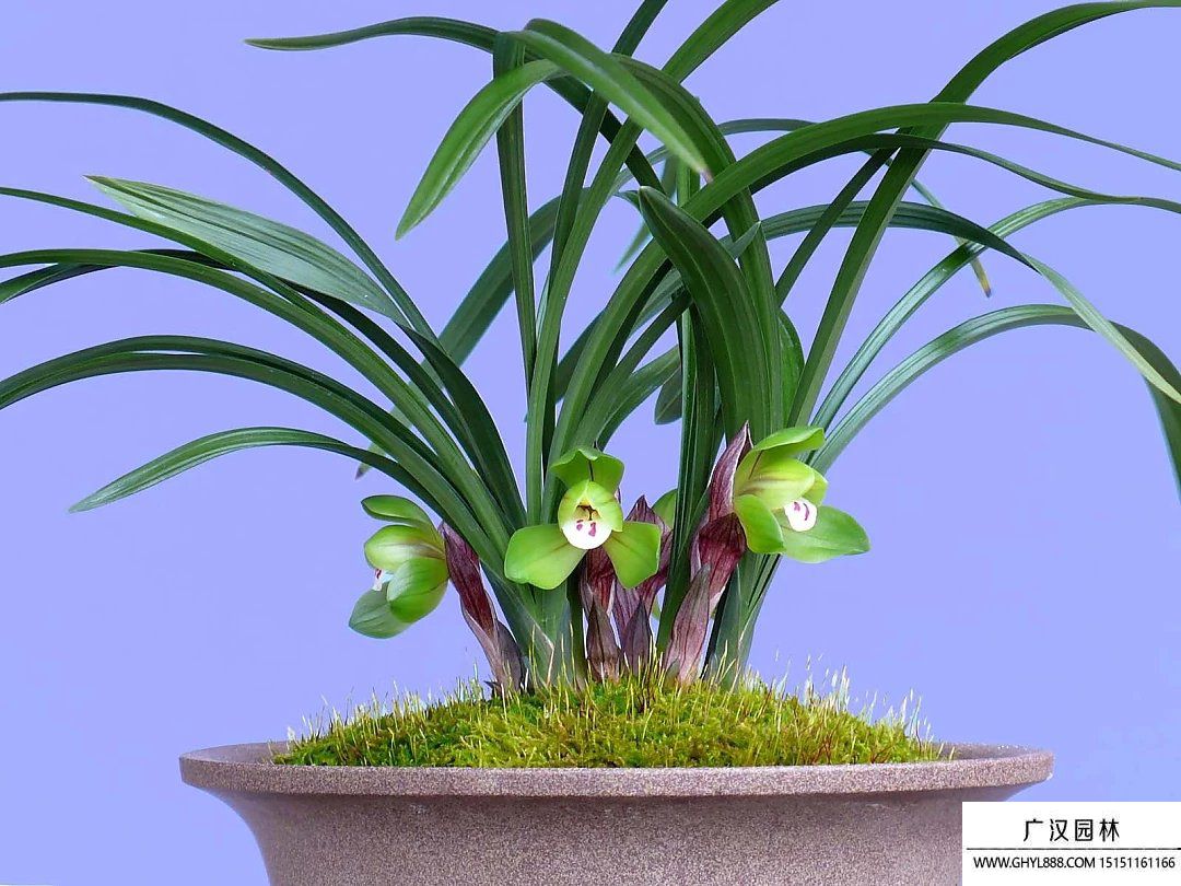 蘭花圖片