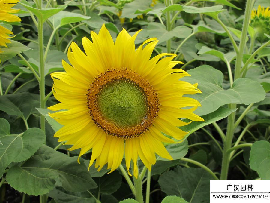 太陽花圖片
