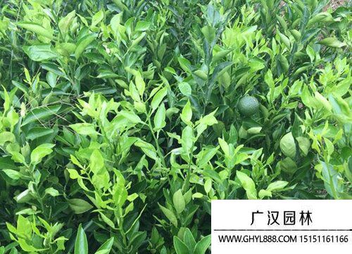 果樹圖片