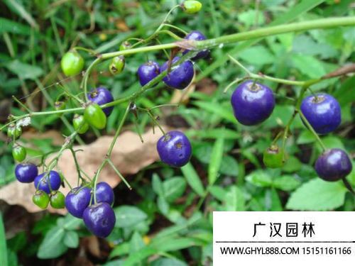 山菅蘭圖片