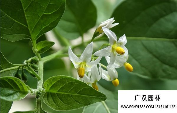 龍葵花圖片