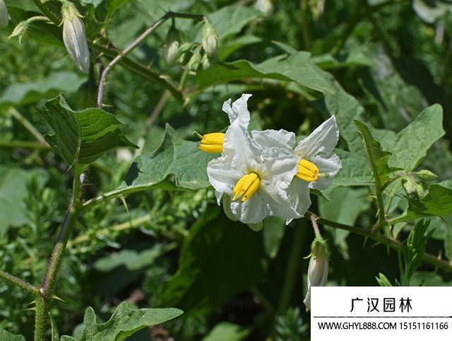 龍葵花圖片