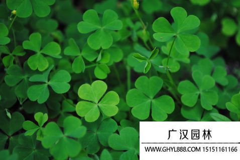 四葉草圖片